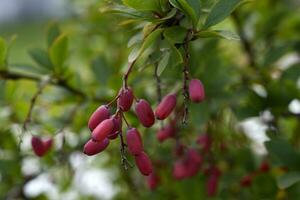 The fruits of the barberry on the bush. Red berries. Berberis vulgaris. photo