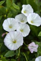 enredadera arvensis. agrum enredadera. pulchra alba flores en herba. foto