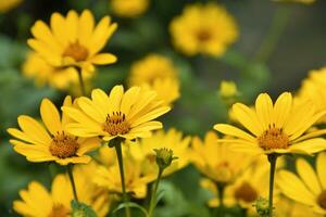 The Asteraceae family. Large yellow flowers. Sunflower. photo