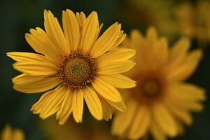 The Asteraceae family. Large yellow flowers. Sunflower. photo