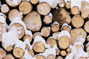 Pile of chopped wood covered with snow photo