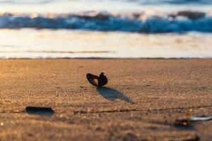 Empty shell in the rays of sunset photo