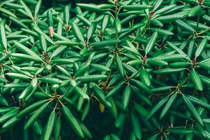 Green leaves on a bush close up photo