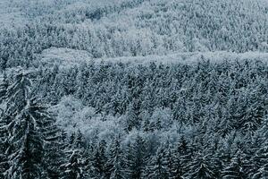 nieve cubierto Navidad arboles en el bosque foto