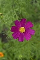 Pulchra rubrum cosmea flores in horto vesperum. Magna florum et bokeh. Cosmos bipinnatus. photo