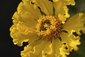 Tagetes erecta. Yellow marigold flowers in the summer garden. Large yellow flowers. photo