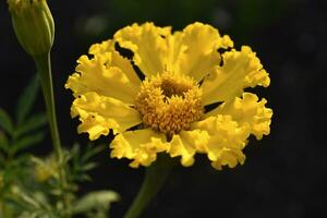 Tagetes erecta. Yellow marigold flowers in the summer garden. Large yellow flowers. photo