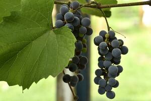 The fruits of young grapes on the vine. Purple fruits of homemade grapes. photo