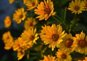 The Asteraceae family. Large yellow flowers. Sunflower. photo
