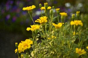 Tagetes erecta. Yellow marigold flowers in the summer garden. Large yellow flowers. photo