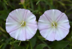 Convolvulus arvensis. Agrum bindweed. Pulchra alba flores in herba. photo