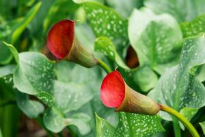 beautiful red calla flower close-up on a green natural background photo