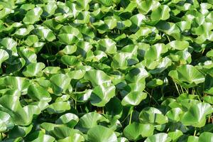 lotus leaves completely cover the surface of the water photo