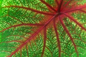 background, texture, colored leaf of caladium plant close-up photo