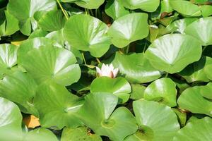 beautiful lotus flower among leaves in natural habitat photo