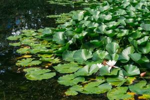 lotus leaves cover the surface of the water, pure flowers rise from the swamp mud photo