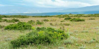 partially blurred landscape with blooming spring mountain steppe, focus on nearby vegetation photo