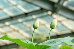 young buds of lotus flower under the dome of the greenhouse photo