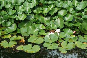 lotus leaves completely cover the surface of the water, pure flowers rise from the swamp mud photo