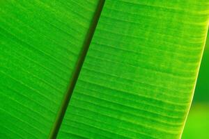 natural green floral background - texture of wide leaves of tropical plant photo