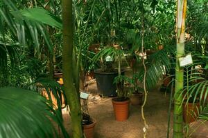 interior de un grande tropical invernadero con exótico plantas foto