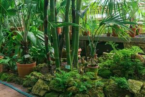 bambú, palma arboles y otro tropical vegetación en un antiguo científico invernadero foto