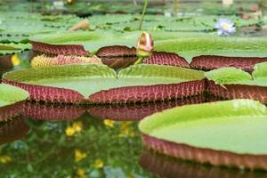 floating leaves and blooming bud of a giant water lily Victoria amazonica photo