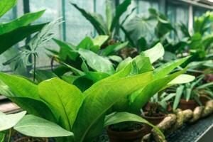 Fresco verde hojas de tropical plantas en un invernadero de cerca foto