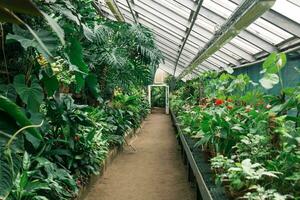 interior de un grande invernadero con un colección de tropical plantas foto