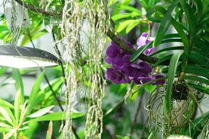 purple moth orchid blooms in a greenhouse photo