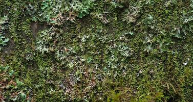 background, texture - surface completely covered with lichens and moss photo