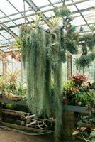 epiphytic spanish moss tillandsia usneoides in hanging flowerpot and other bromeliads in large greenhouse photo