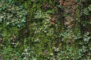 background, texture - surface completely covered with lichens and moss photo