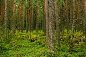 natural landscape, pine boreal forest with moss undergrowth, coniferous taiga with mossy rocks photo