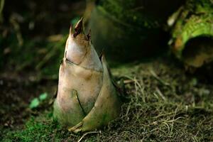 bamboo sprout emerging from the groung in the shady undergrowth photo