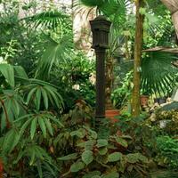 interior de un antiguo tropical invernadero con un antiguo emitir hierro linterna entre el plantas foto