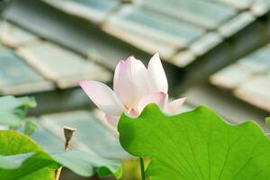 light pink lotus flower under the dome of the greenhouse photo