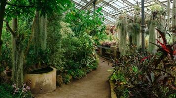 interior of a large greenhouse with a collection of tropical plants photo