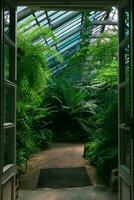 entrance to an old greenhouse with a collection of tropical ferns photo