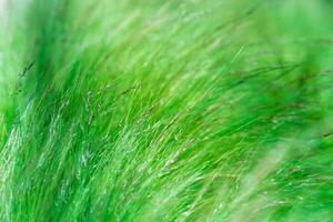 abstract blurred natural background with emerald green meadow grass photo