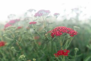 red flowers of ornamental cultivar yarrow on a foggy day close-up photo