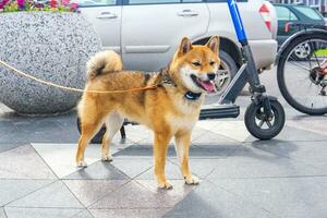 shiba inu dog in urban environment photo