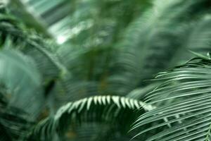 partially blurred natural background with cycas leaves in the foreground photo