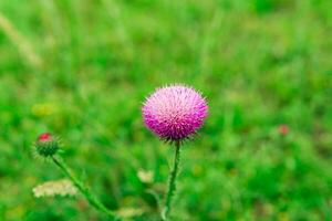 beautiful purple thistle flower close-up against blurred spring landscape photo