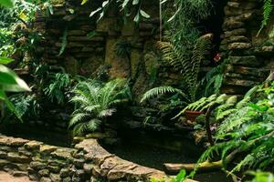 pond for moisture-loving plants in a tropical greenhouse photo