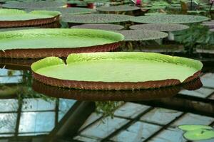 floating leaves of a giant water lily Victoria amazonica photo