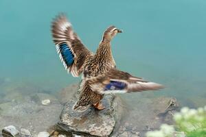 mallard duck, standing on the shore, flapping its wings, blurred in motion photo