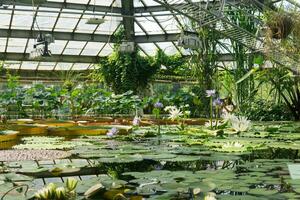 floración de acuático plantas en un grande invernadero a el Santo Petersburgo botánico jardín foto