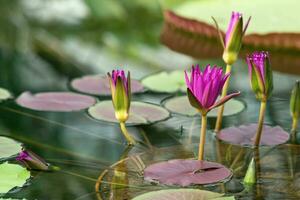 purple buds of a tropical water lily are just starting to open before flowering photo