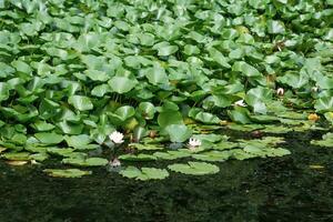lotus leaves completely cover the surface of the water, pure flowers rise from the swamp mud photo